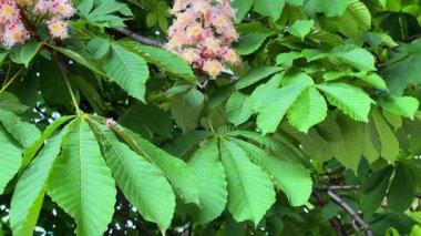 Güzel çiçek kümelerinin ve at kestanesinin yemyeşil yapraklarının manzarası