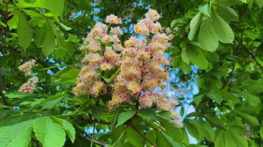 Güzel çiçek kümeleri at kestanesi, yemyeşil yapraklarla çevrili