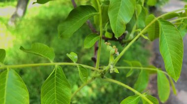 Yeşil yapraklı ve küçük cevizli ceviz ağacı dalı tomurcuklanmaya başladı.