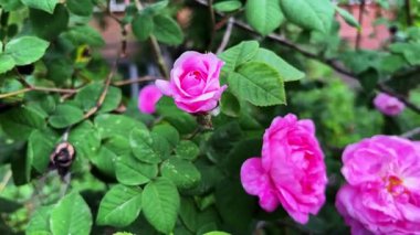 Damask gül çiçekleri, tomurcukları ve yeşil yaprakların yakın çekim görüntüsü