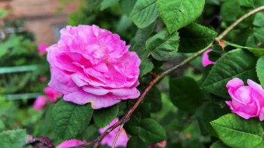 Çiçekli Damask güllerinin arasında süzülen yakın plan bir kamera hareketi