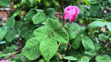 Parlak pembe çiçekli bir Şam gülü