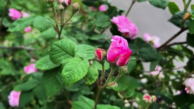 Şam 'ın güzel pembe çiçekleri ve tomurcukları parkta yemyeşil bir çalıda güller açıyor.