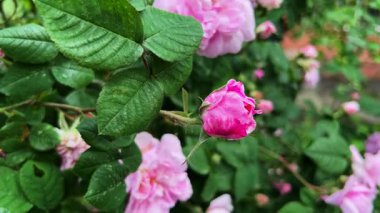 Şam 'ın güzel pembe çiçekleri ve tomurcukları parkta yemyeşil bir çalıda güller açıyor.