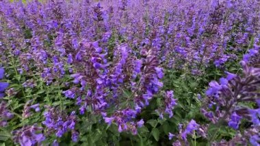 Parlak yeşil yapraklı menekşe çiçekli nanenin (Nepeta kataria, catnip) panoramik görüntüsü