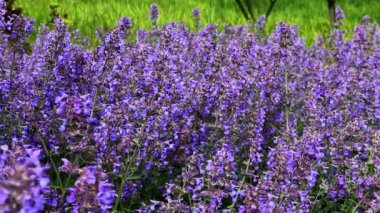 Parkın panoramasını kapat (Nepeta kataria, catnip)