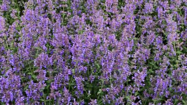 Parkta uçan arılarla çiçek açan menekşe nanesi (Nepeta kataria, catnip) panoraması