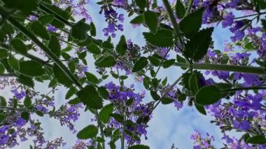 Çiçek açan nanenin (nepeta kataria, catnip) ve parlak mavi gökyüzüne karşı uçan arıların zemin üstü görüntüsü