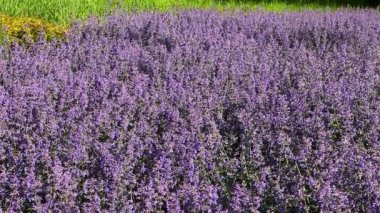 Mor naneli (Nepeta kataria, catnip) bahçede çiçek açar ve arka planda parlak yeşil çimenler vardır.