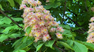 At kestanesi ağacının koni şeklindeki kızıl yüzgeçleri ve arka planda parlak yeşil yaprakları