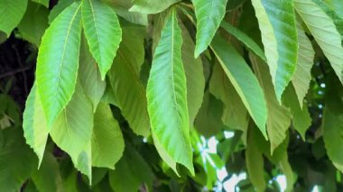 Parlak yeşil yapraklardan oluşan yakın manzara ve çiçek açan at kestanesi ağacı panikleri.