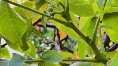 Yeşil yapraklı ve küçük cevizli ceviz ağacı dalı tomurcuklanmaya başladı.