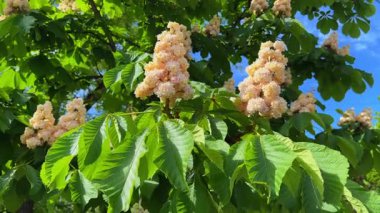 Baumann At Kestanesi 'nin parlak yeşil yapraklarıyla güzel çifte çiçekleri panikliyor.