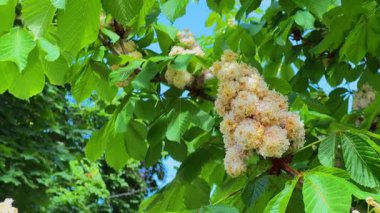 Baumann At Kestanesi 'nin güzel çifte çiçekleri