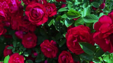 Çiçek açan kırmızı gül çalısı manzarası, kapat manzarayı