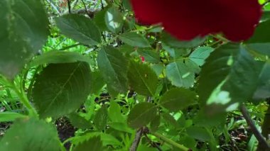 Kamera yerden yukarıya doğru hareket eder, yoğun, kırmızı gül çalısı boyunca süzülür.