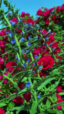 Engereklerin çivileri (yaban otları) mor mavi çiçeklerle birlikte koyu kırmızı gül çalılarının üzerinde