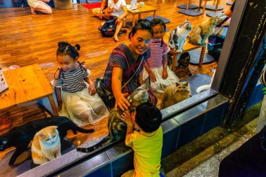 CHIANG RAI, THAILAND - 10 Mayıs 2019: 10 Mayıs 'ta Chiang Mai' de kedileri okşayan, kedi kafesinde oturan