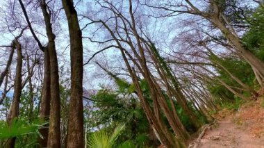 Panorama of the tilted forest with tall trees, lush palms and narrow winding footpath, running down the slope of Monte Bre, Lugano, Switzerland