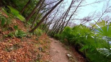Enjoy the walk along the slope of Monte Bre in the deep tilted forest, Castagnola, Lugano, Switzerland
