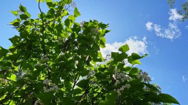 Çiçek açan bir katalpa ağacının manzarası, yeşil yaprakları canlı ve yaşlı tohumları hala dallara tutunuyor.