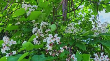 Çiçek açan bir katalpa ağacının panoramik görüntüsü, yemyeşil yapraklar ve kurumuş kapsüller hala sallanıyor.