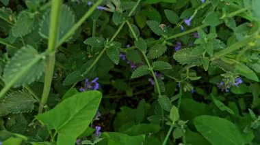 Yoğun çiçek açan naneler, aşağıdan yukarıya