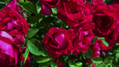 Kırmızı gül tomurcuklarla ve çiçeklerle kaplıdır.