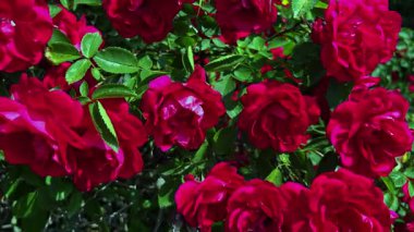 Kırmızı gül çalılarının panoramik manzarası, çiçeklerle kaplı.