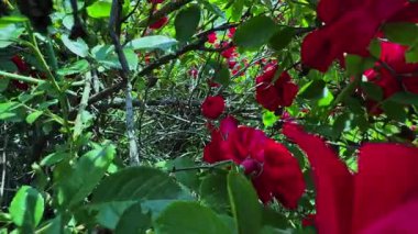 Alttan üste güzel çiçeklerle kaplı yemyeşil kırmızı gül çalısı.