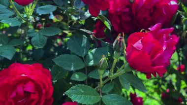 Kamera, kırmızı gülün güzel tomurcukları ve çiçekleri boyunca hareket eder.