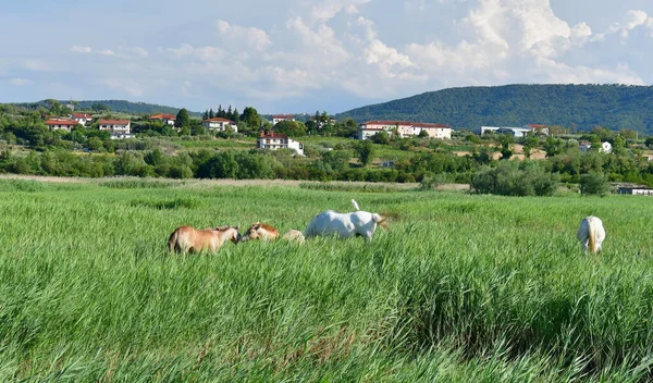 Dzikie Konie Kamar Rezerwacie Przyrody Skocjan Bay Koper Słowenia — Zdjęcie stockowe
