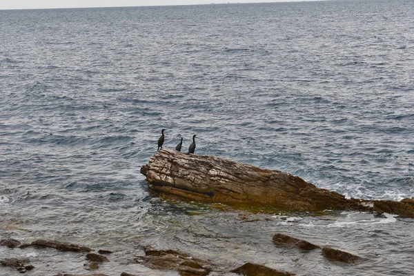 克罗地亚萨武德里亚湾岩石海岸景观 — 图库照片