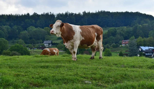Brown Cow Pasture Alps Austria — Stock Photo, Image