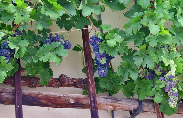 Stara Trta Den Ældste Stadig Frugtbare Vinbusk Verden Det Vokser - Stock-foto