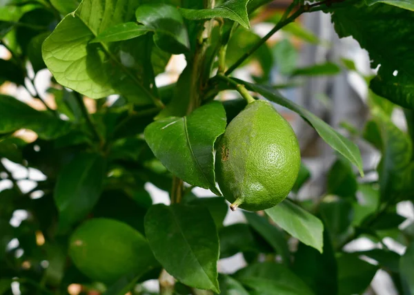 Vista Naranjas Verdes Frutas Inmaduras Austria — Foto de Stock