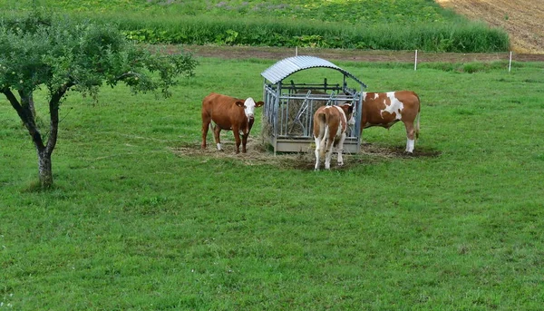 牧草地で牛の茶色 アルプス オーストリア — ストック写真