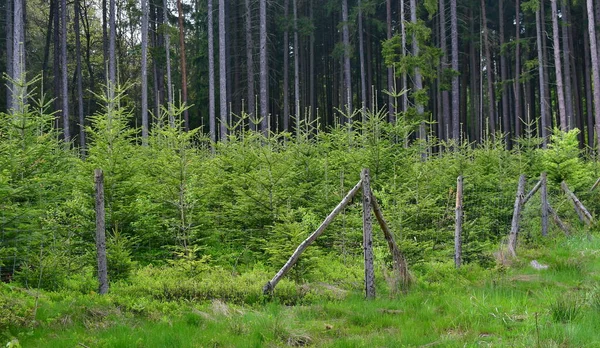 Behuizing Beschermt Nieuwe Bomen Herbebossing Zuid Bohemen Tsjechië — Stockfoto
