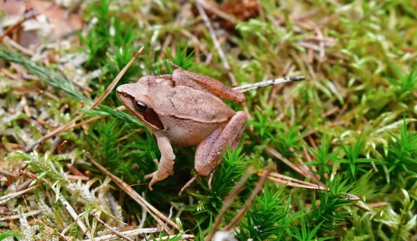 Brown Jumping Frog Forest Floor South Bohemia Czech Republic — Stock Photo, Image