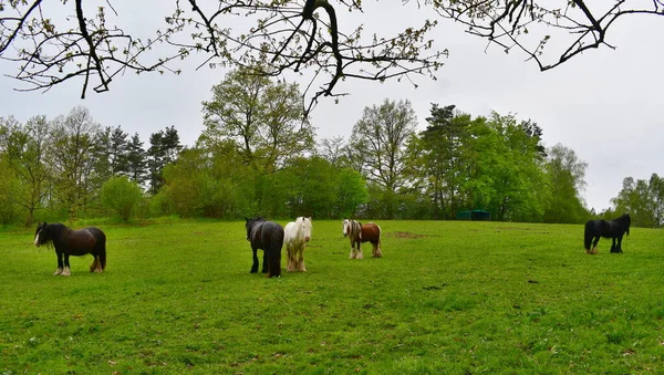 牧草地にアイルランドのコブ 南ボヘミア チェコ共和国 — ストック写真
