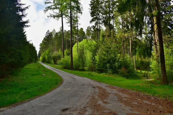 Vista Sulla Strada Forestale Boemia Meridionale Repubblica Ceca — Foto Stock