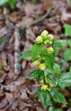 ilk bahar çiçekleri görünümü, Güney Bohemya, Çek Cumhuriyeti