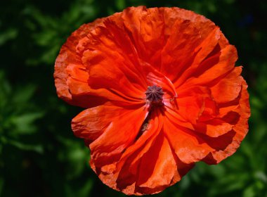 ilk bahar çiçekleri görünümü, Güney Bohemya, Çek Cumhuriyeti