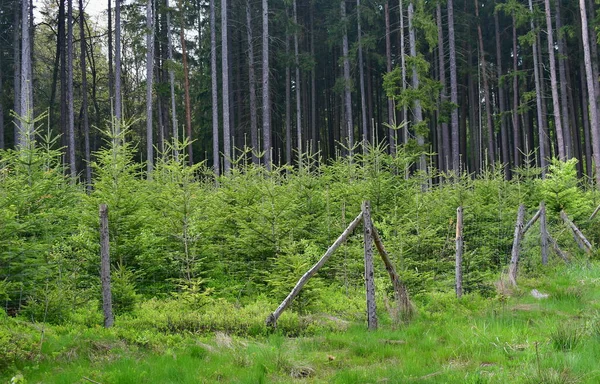 Enclosure Protects New Trees Reforestation South Bohemia Czech Republic — Stock Photo, Image