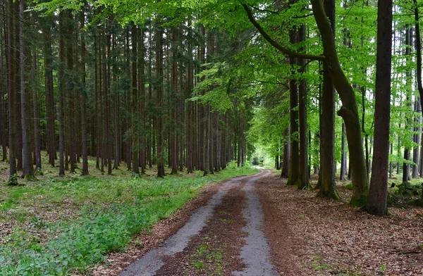 Vista Carretera Forestal Sur Bohemia República Checa —  Fotos de Stock