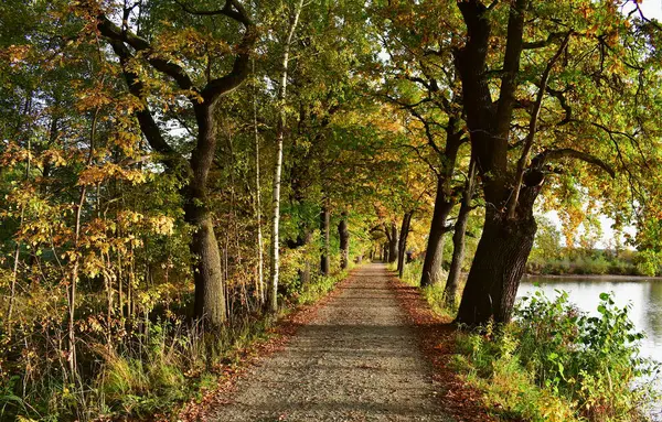 Orman yolu manzarası, Güney Bohemya, Çek Cumhuriyeti