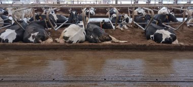 Güney Bohemya 'da modern bir ahırda dinlenen inek, Güney Bohemya, Çek Cumhuriyeti