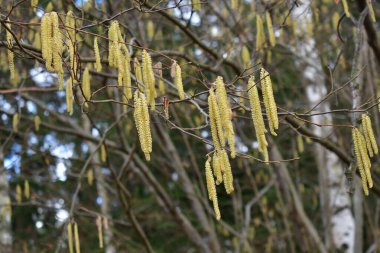 Kışın sonunda çiçek açan ortak fındık ağacı, Güney Bohemya, Çek Cumhuriyeti