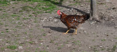 Baskın kırmızı brindle, kırmızımsı kahverengi tüyleri olan çekici renkli bir tavuktur. Çek Cumhuriyeti