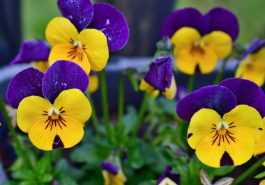 ilk bahar çiçekleri görünümü, Güney Bohemya, Çek Cumhuriyeti